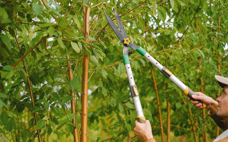 Tree trimming in Buckley, WA